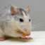 6 méthodes pour se débarrasser des rats