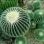 Cactus : ornez votre jardin de plantes hors du commun