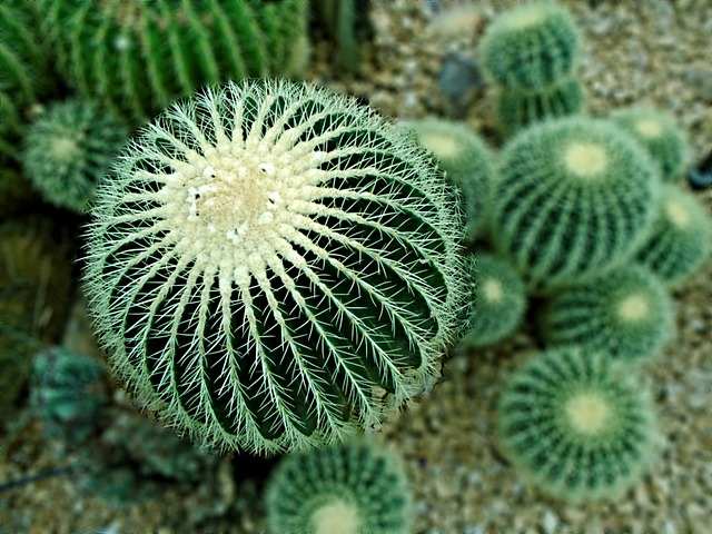 Cactus : ornez votre jardin de plantes hors du commun