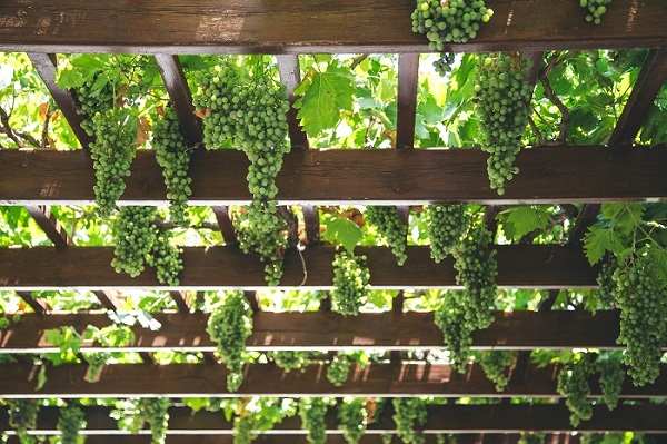 Canisse-en-osier-pergola
