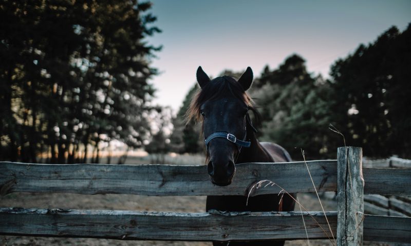 Clôtures pour animaux de compagnie : quelle option choisir ?