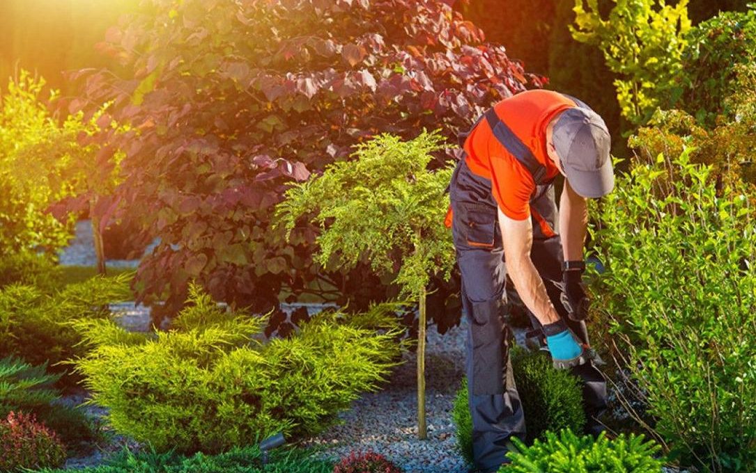 entretien de jardin pour un espace vert éclatant