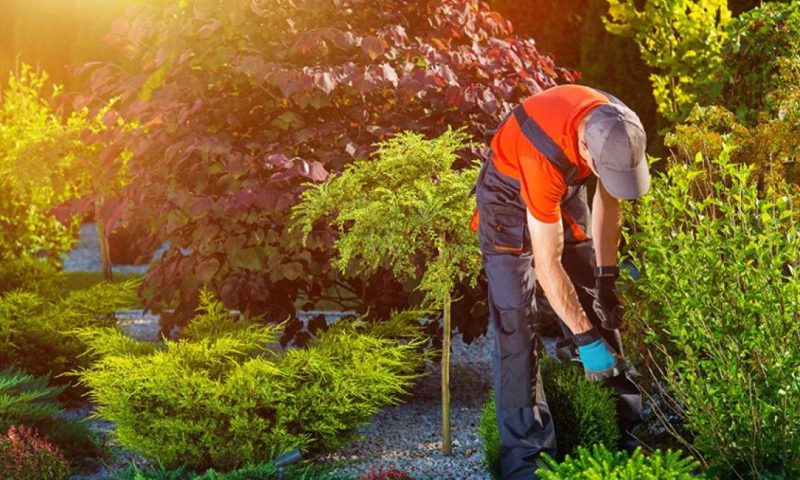 Techniques d’entretien de jardin pour un espace vert éclatant toute l’année