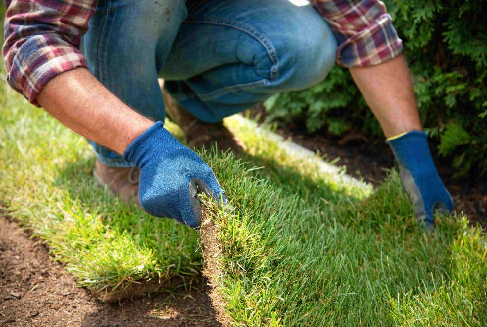 Engazonnement de jardin
