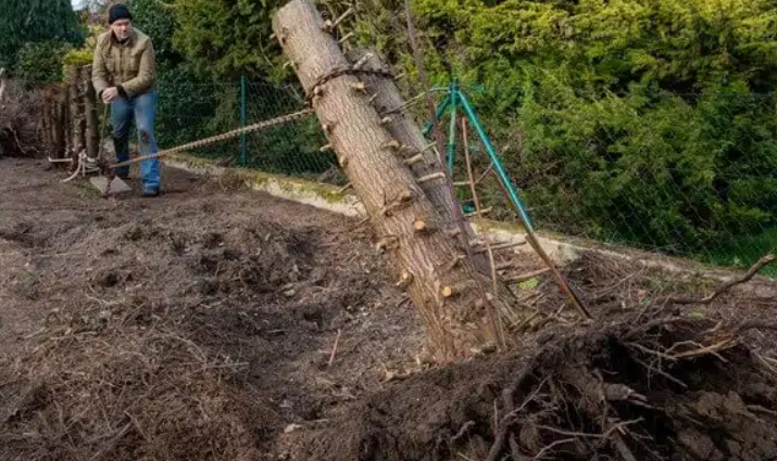 dessouchage-arbre