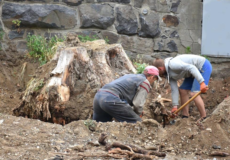 travaux de dessouchage
