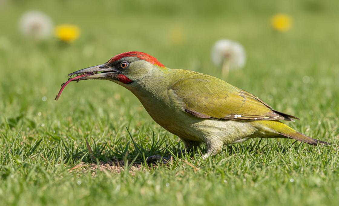 découvrez ce que mange un pivert à travers ce guide complet sur son alimentation et son comportement alimentaire. apprenez à mieux connaître cet oiseau fascinant et ses habitudes nutritionnelles.